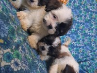 0 boy morkie yavrularım