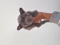 SON 1 YAVRU FRENCH BULLDOG YETİŞEN ALIR