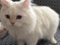 4 aylık erkek british longhair