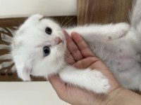 Orjinal ırkta, nadir bulunan bir cins scottish shorthair