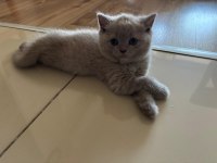 British shorthair kedimiz