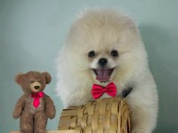 Beyaz Renk ayı surat pomeranian boo 2 aylık erkek yavrum