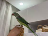 İskender papağanı erkek