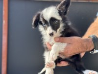 Ankarada safkan border collie yavrularımız