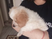 Yavru köpeğimizi sahiplendirmek istiyorum