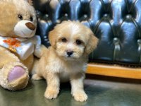 SAFKAN ORJİNAL A CLASS MALTİPOO