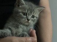 2 Aylık british shorthair dişi kedi