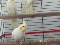 Sultan papağanı lutino yavru 2,5 aylık