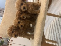 Orjinal maltipoo bebeklerim