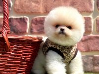 Pomeranian yavrular