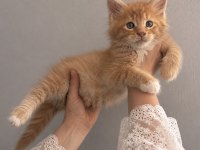 Dev Maine coon kediler