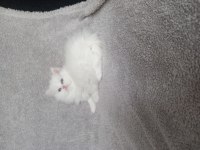 Teslime hazır dişi chinchilla bebekler