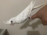 El Besleme Albino Dişi Sultan Papağanı