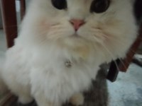 Kedim Bal Sahiplendiriyoruz
