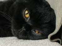 Bitter isimli kedimize ömürlük yuva arıyoruz