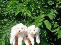 Terrier maltese çok sevimli yavrular
