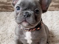 French bulldog blue gri mavi gözlü orijinal safkan garanti