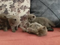 British Shorthair Yavrularımız