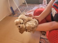 Yok Böyle Kalite Maltipoo Minişler