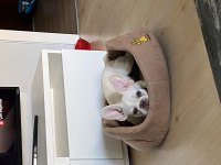 5 allık erkek french bulldog