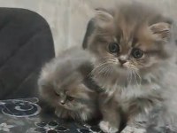 2 aylık şirin british longhair yavrular