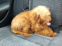 7 AYLIK MALTİPOO