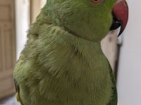ALEXANDER İSKENDER PAPAGANI EL BESLEME