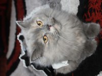 BRİTİSH LONGHAİR KEDİMİZE YUVA ARIYORUZ
