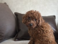 Yüz Yapısı Muhteşem Toy Poodle Bebekler