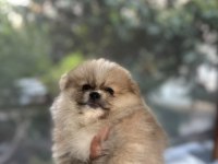 Pomeranian Boo Erkek Ve Dişi Yavrularım