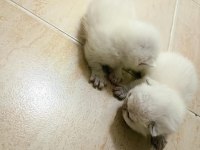 Blue point beyaz british shorthair