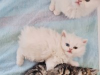 British Longhair Ve British Shorthair Yavru Kedi