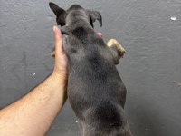 Aşılı egzotik fransız bulldog