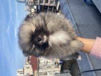 Orjinal Pomeranian Boo Erkek