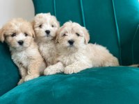 Sağlık Garantili Maltipoo Yavrular