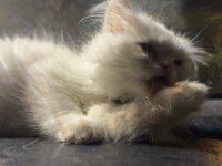 3 aylık safkan british longhair