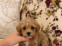ÜST DÜZEY MALTİPOO