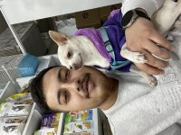 4 yaşında dost canlısı Şivava