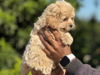 Maltipoo orijinal yavrularımız