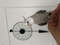 Konuşan full evcil eğitimli sultan papağanı