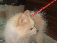 Pomeranian boo köpeğimiz full eğitimli