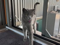 2.5 yaşında british shorthair