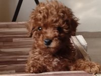 Anne altından orjinal poodle bebekler