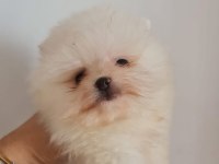 Show kalite pomeranian boo