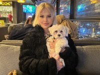 Maltese Terrier 5 Aylık