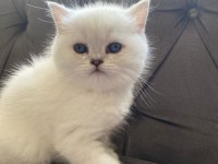 BRİTİSH SHORTHAİR KALİTE ASLA TESADÜF DEĞİLDİR