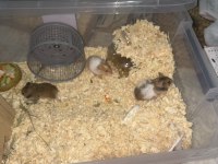 Minik tatlı hamsterlarımıza yuva arıyoruz