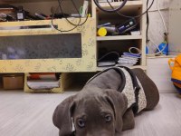 Cane corso yavru