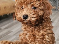 5 AYLIK DİŞİ EN KÜÇÜK BOY POODLE
