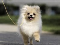 Pomeranian Boo Köpeği Sağlıklı
